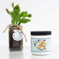 Sugar Me Bare - Canadian Sugaring Wax - Khepri Sugar Paste Sugar Paste Sugar Me Bare 
